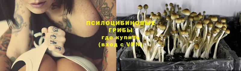 Галлюциногенные грибы Magic Shrooms Шагонар